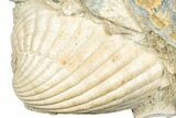 Fossil Marine Bivalve Mollusc Cluster - Gironde, France #302969-2